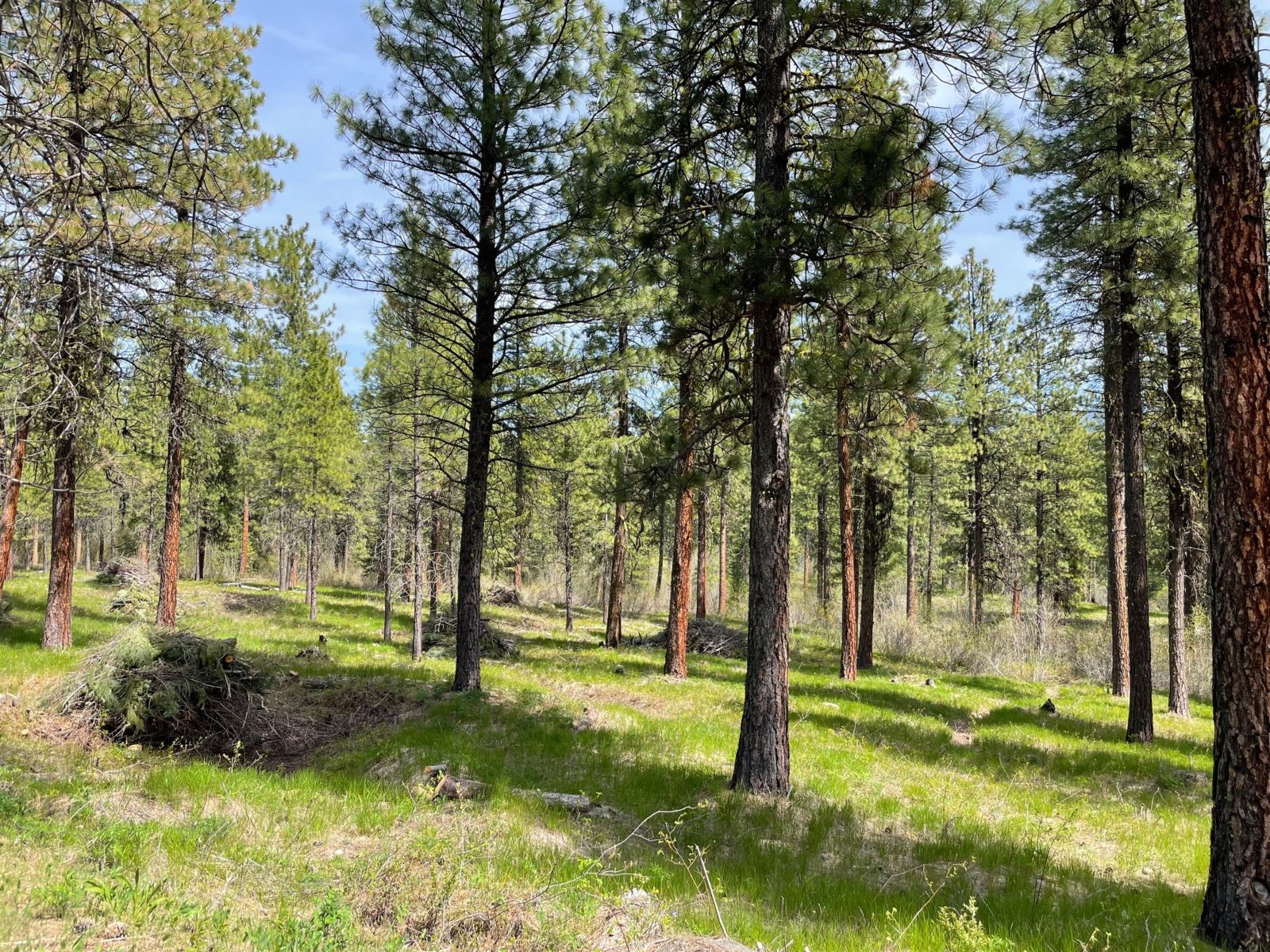Upper Wenatchee FRB Forest Health and Resilience Project