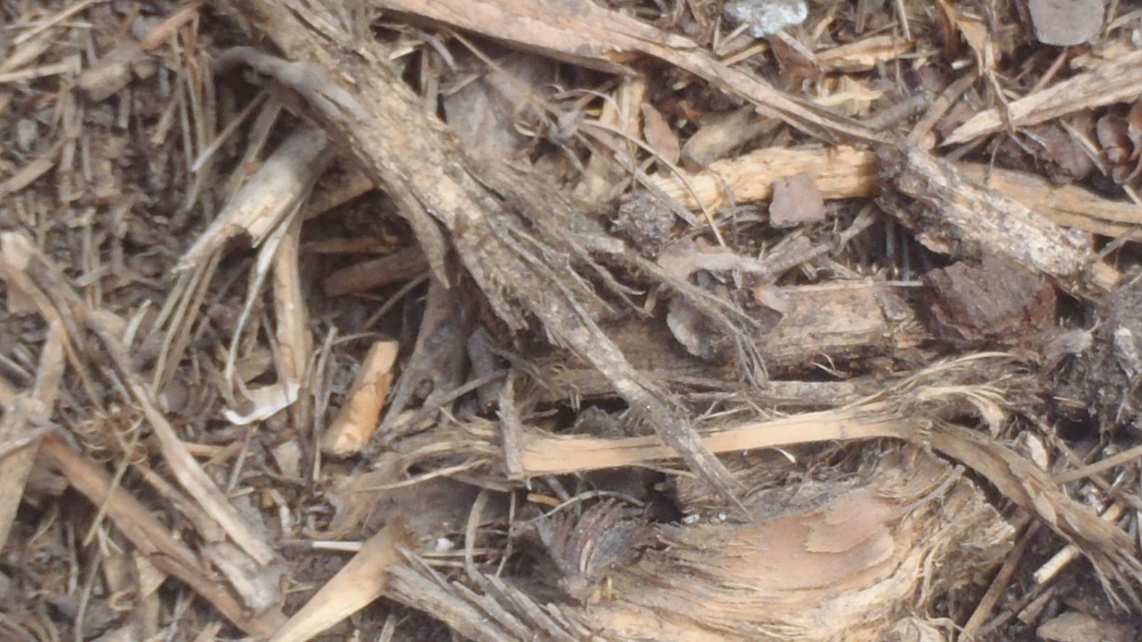 Free wood chips available at county brush sites